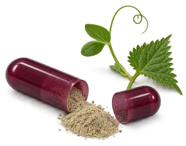 Illustration: an opened burgundy capsule with beige powder, a nettle leaf and a pea sprout